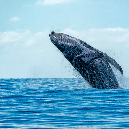 bahia solano avistamiento de ballenas